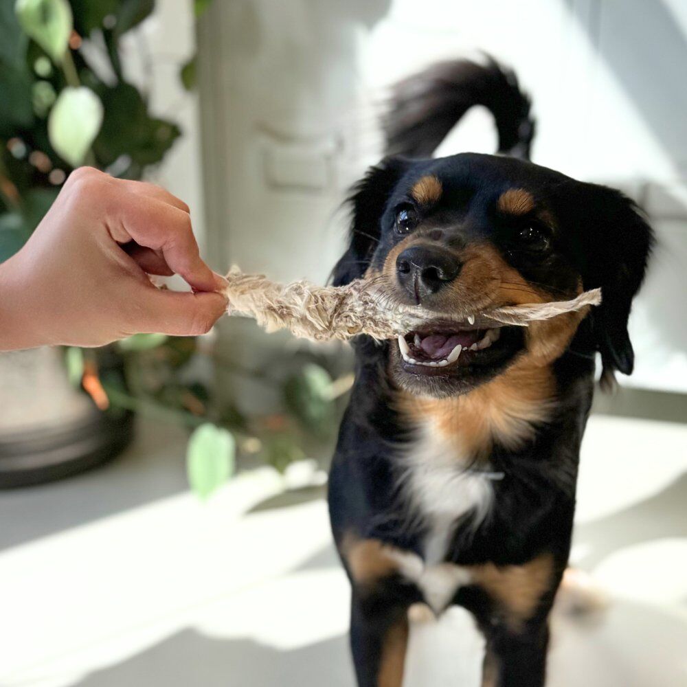 hond met konijnoren lekker snacken