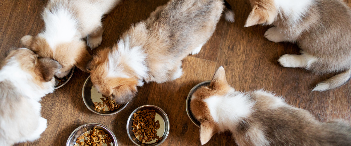Pups die allemaal tegelijk WOOOF brokken aan het eten zijn