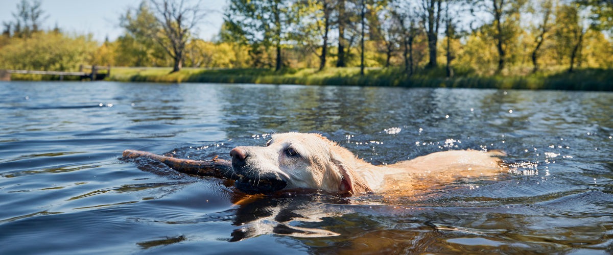Hoe houd je jouw hond koel deze zomer? De beste tips!
