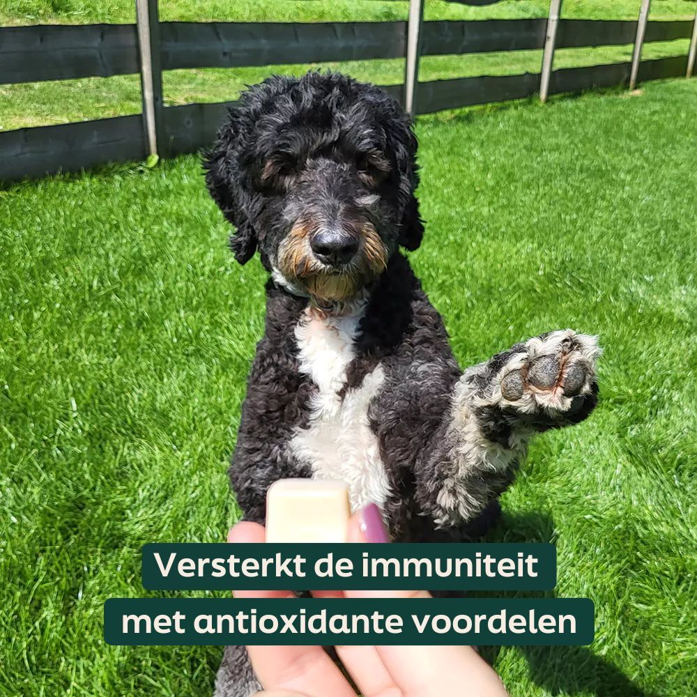 Schapenvet met kurkuma - bites