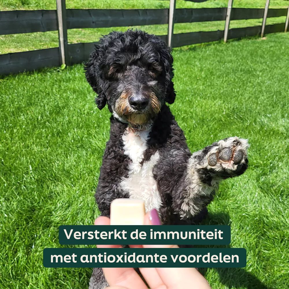 Schapenvet met kurkuma - bites Schapenvet met kurkuma - bites