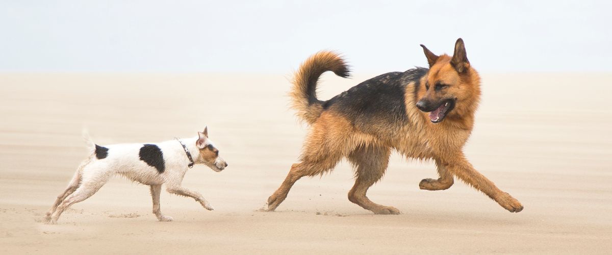Twee honden spelen op het strand