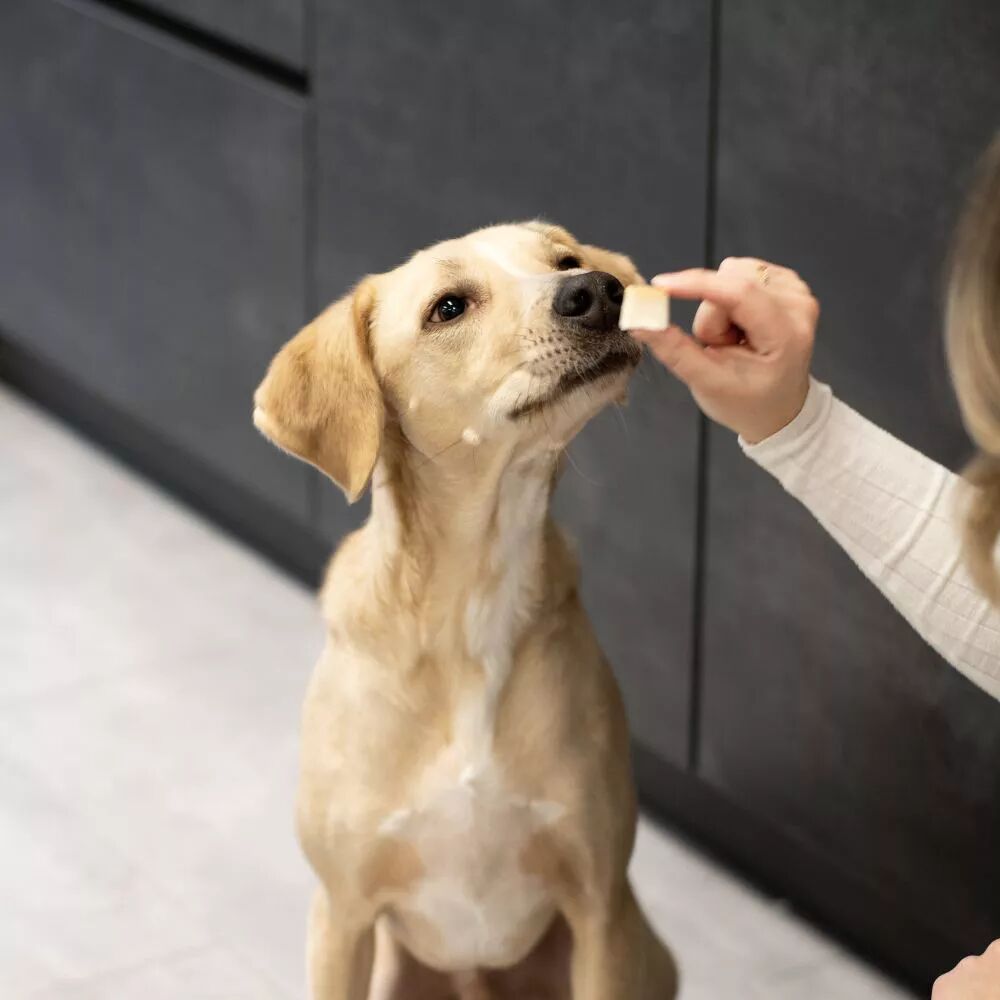 arlo hond met bites bonbons