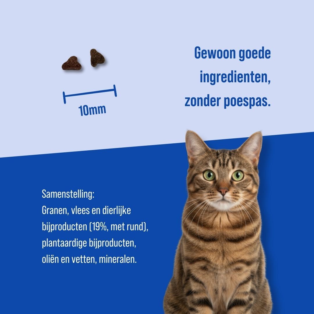 Kat Adult | 5kg