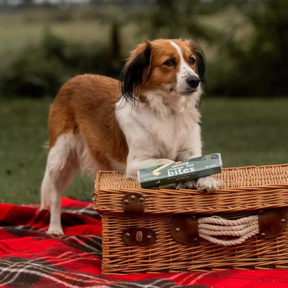 hond met doosje schapenvet