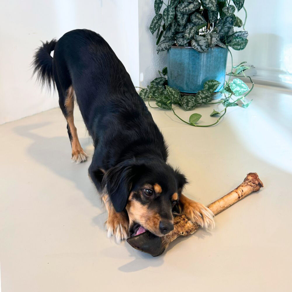 WOOOF Hertenpoot smaaktest met kantoorhond Mushu