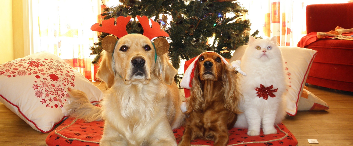Fijne feestdagen voor je hond en kat: zo doe je dat