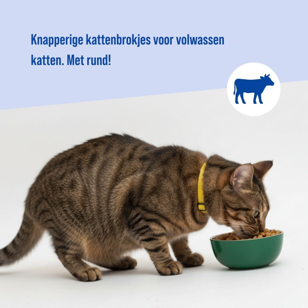 Kat Adult | 5kg