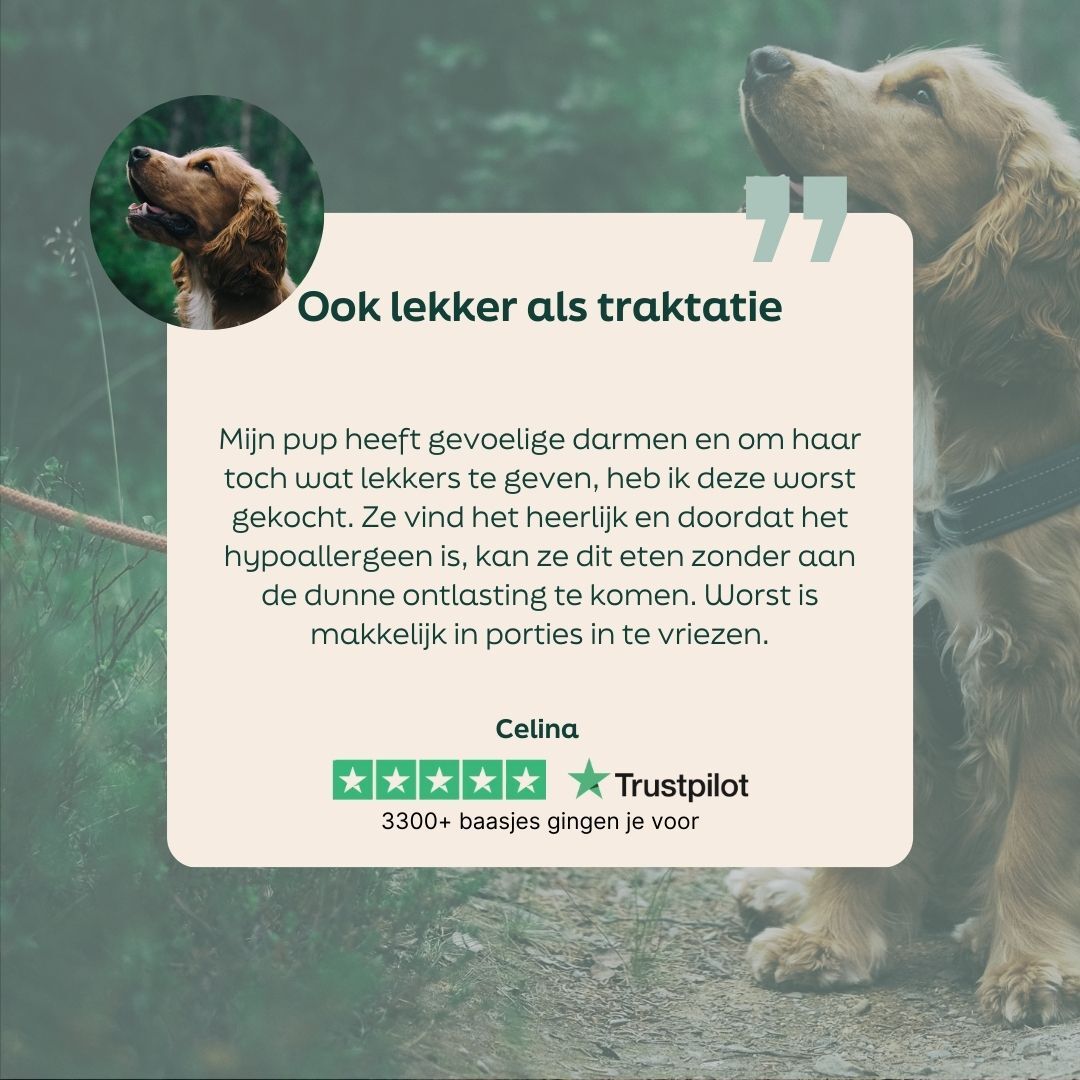 hond, golden retriever, huisdiereten, traktaties, Trustpilot