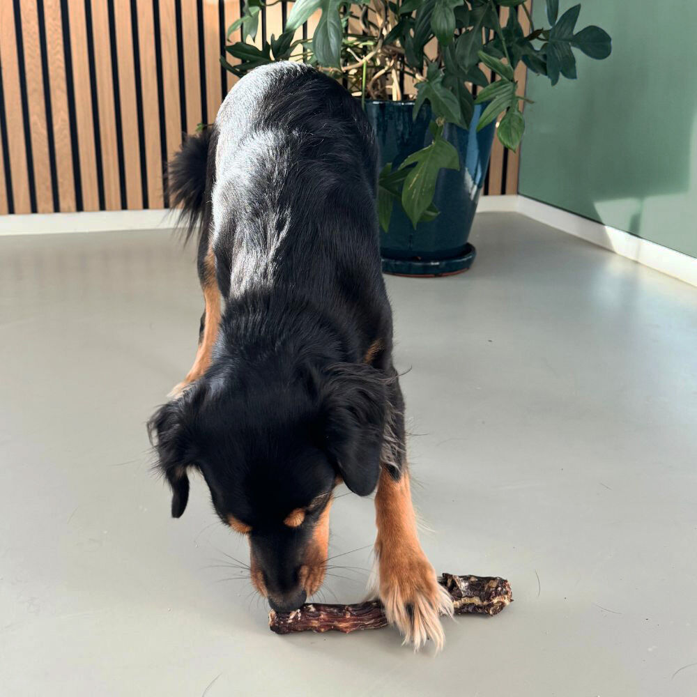 WOOOF eendennek smaaktest met kantoorhond Mushu
