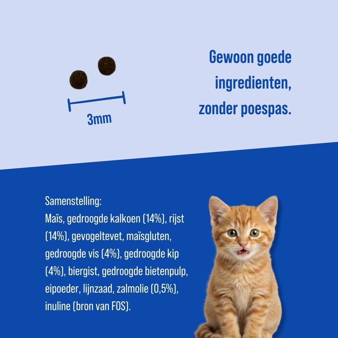 Kitten | 7kg
