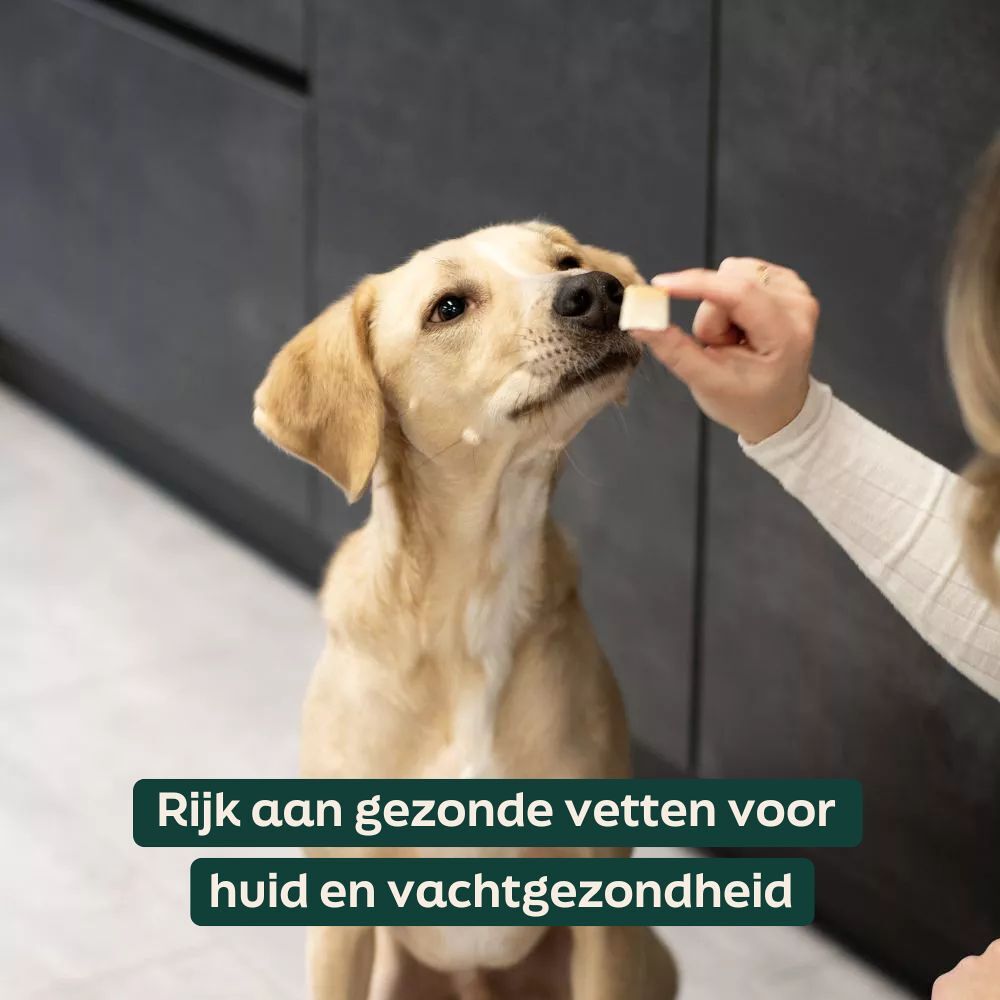 Schapenvet met knoflook - bites WOOOF Bites schapenvet knoflook voor een gezonde vacht en huid