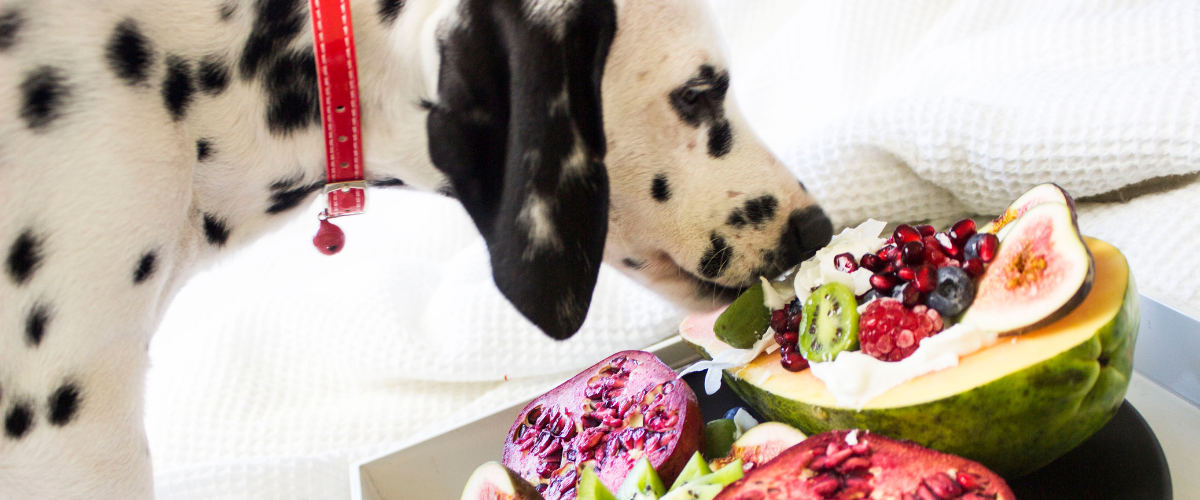 Dalmatier die fruit aan het eten is