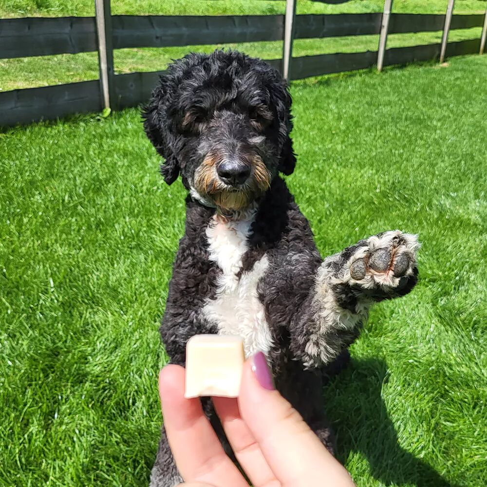 kurkuma wooof bites bonbons