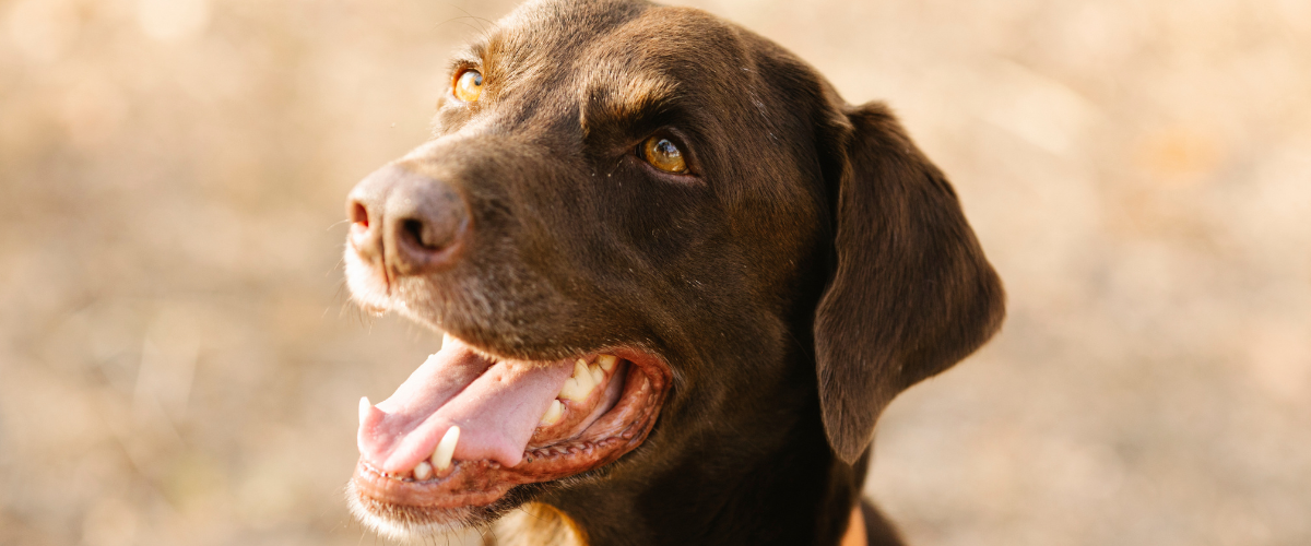 Een blije labrador