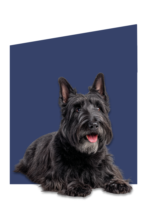 hond, huisdier, zwart, liggend, beharing