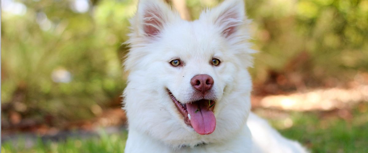 Witte hond