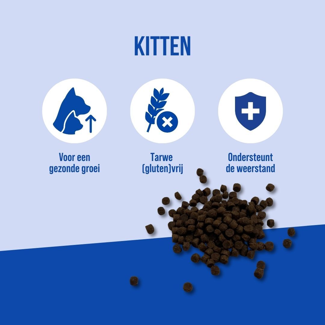 Kitten | 7kg
