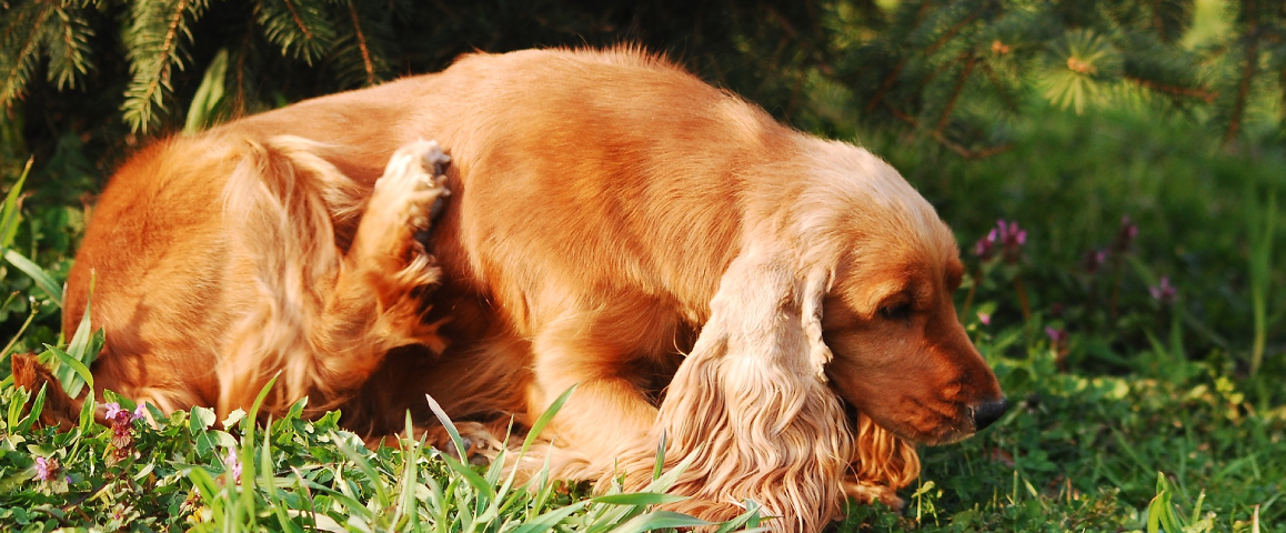 Mijn hond heeft jeuk na overstappen op nieuw hondenvoer!