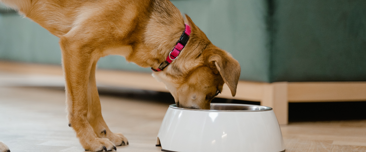 Krokante of geperste brokken: welke kies je voor jouw hond? Hond die eet uit zijn voerbak