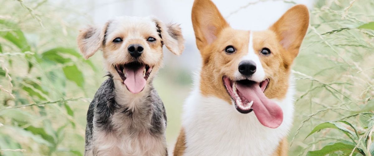 Twee blije honden
