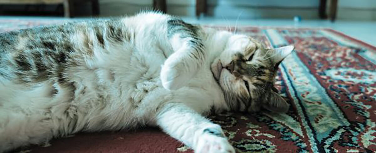 Katten met een gevoelige maag
