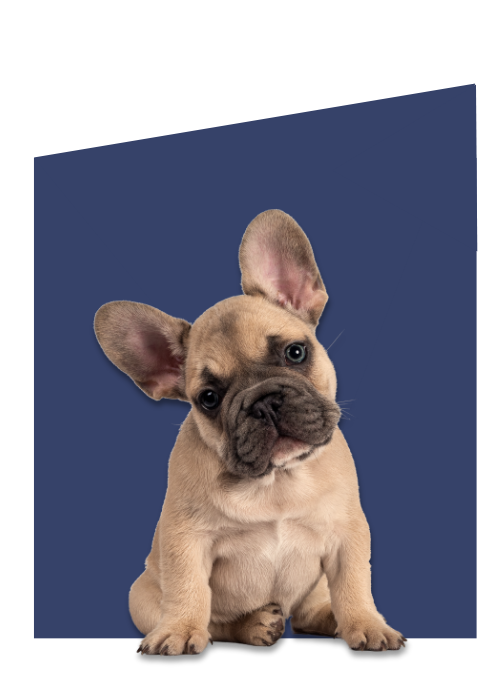 hond, pup, Franse bulldog, fawn, huisdier