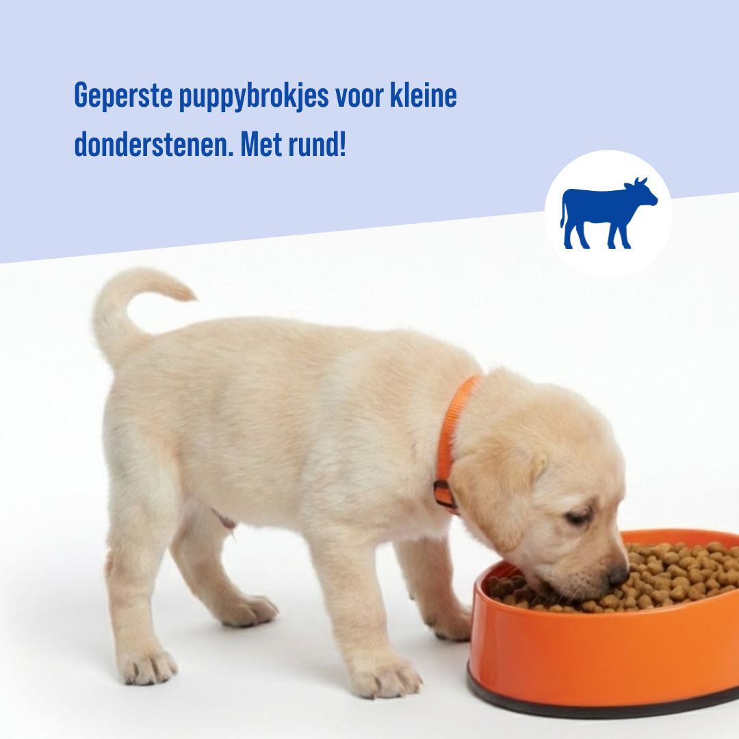 Puppy Geperst | 14kg