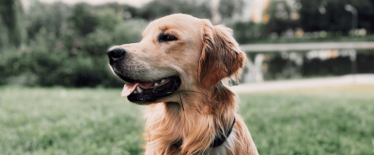 Golden Retriever die buiten loopt
