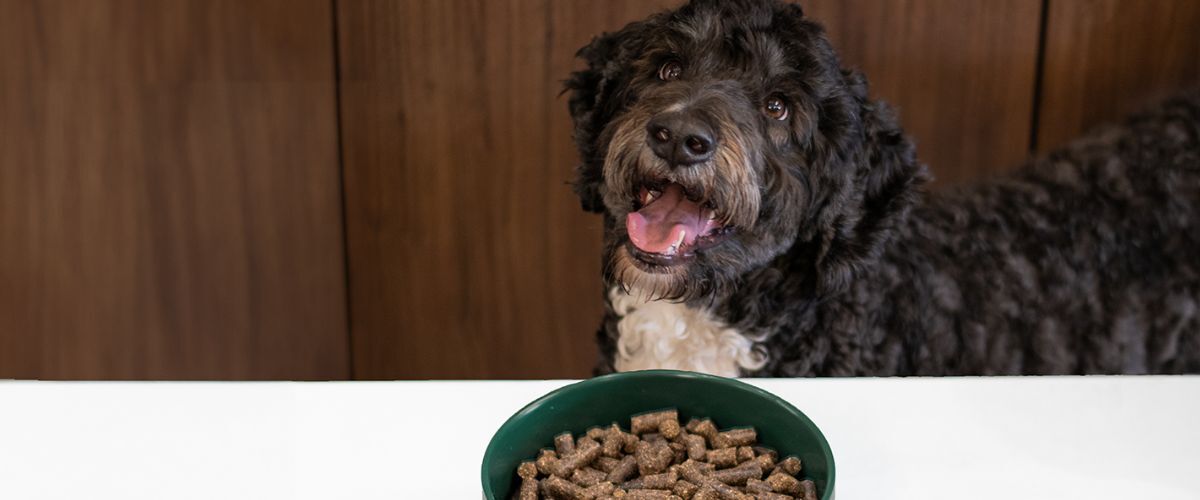 Zwarte hond wacht tot hij zijn WOOOF brokken mag eten