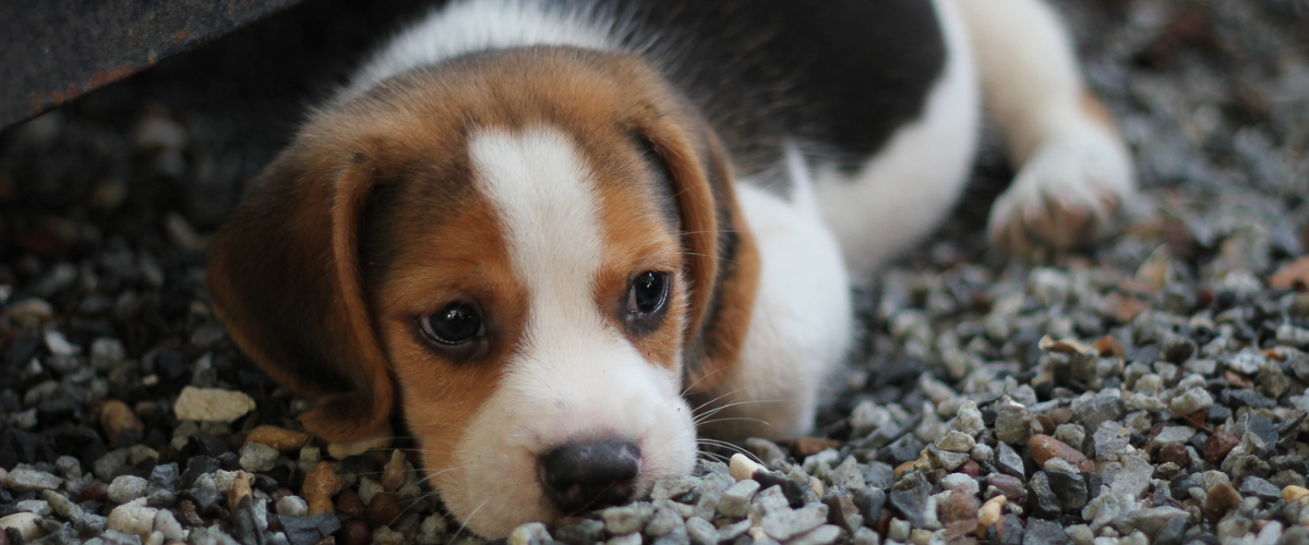 Puppy die ligt te wachten op Puppy Graanvrij brokken