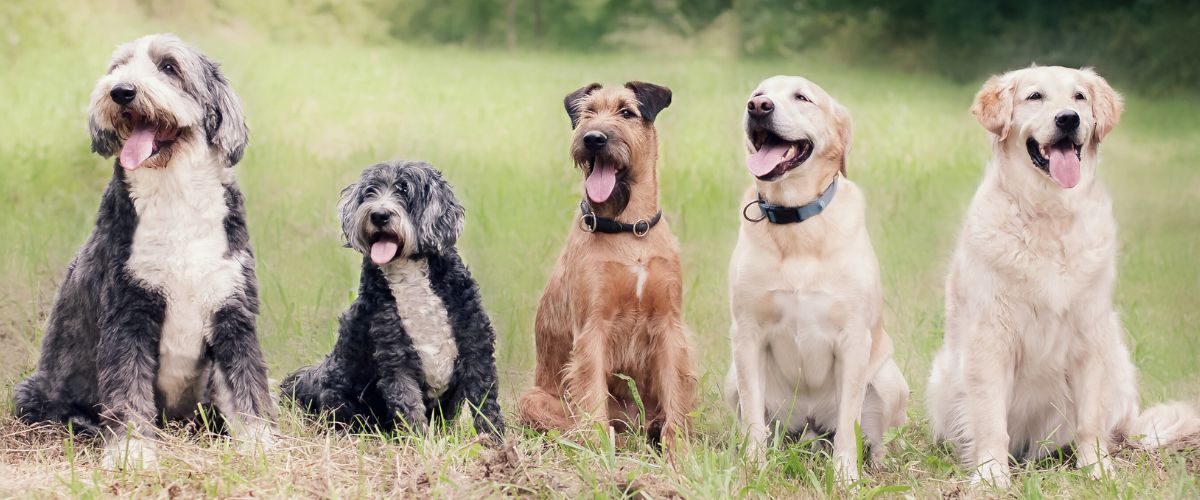 Een roedel honden die naast elkaar zitten