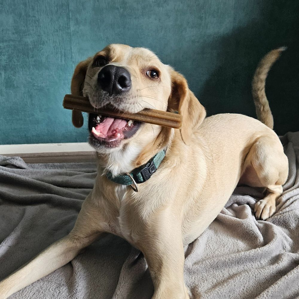 WOOOF dental sticks - large