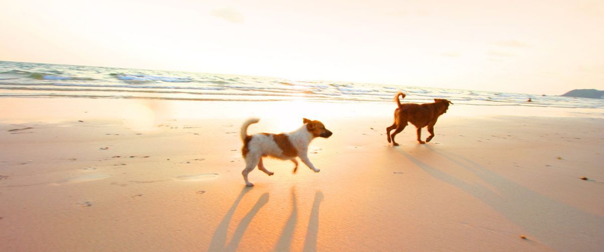 Twee honden rennend over het strand