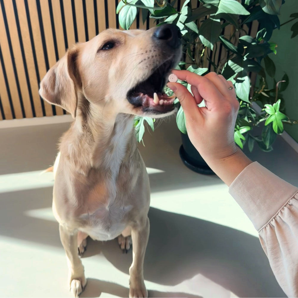 Ontworming Hond - 4 tabletten