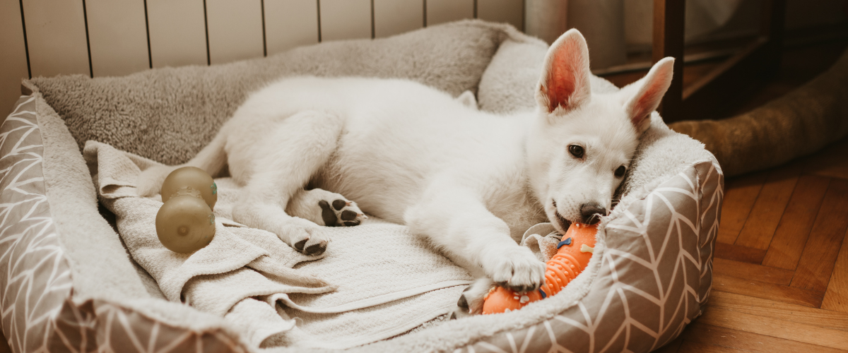 Puppy die in zijn mandje ligt