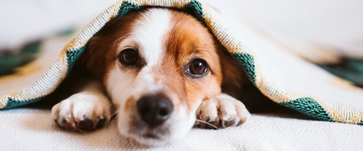 Hond die onder de dekens ligt