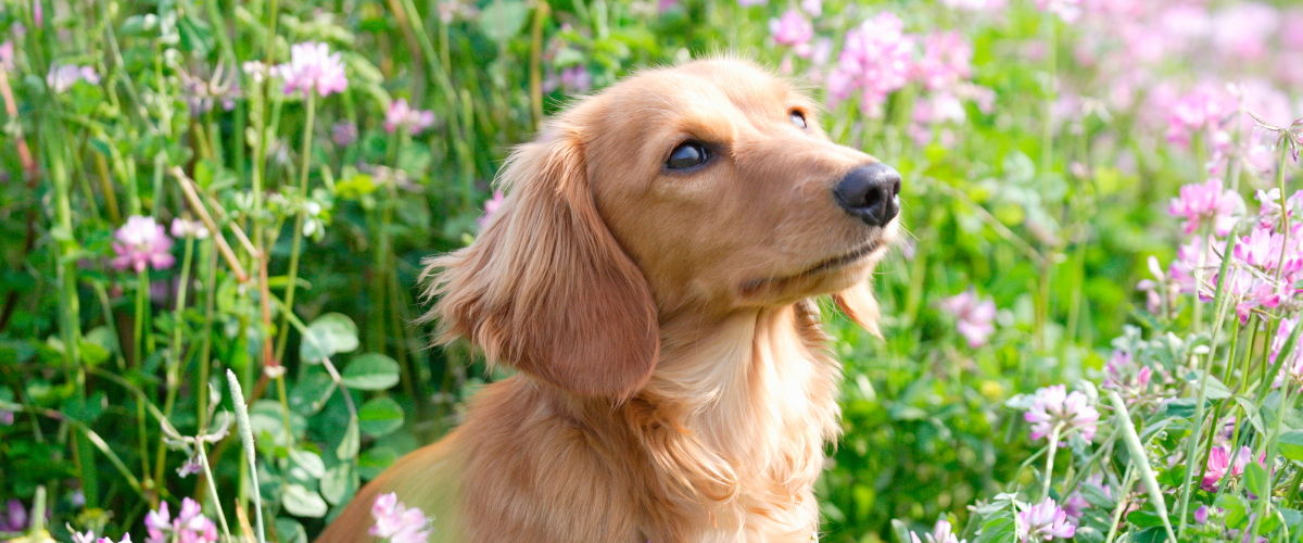 Hond die tussen de lente bloemetjes zit