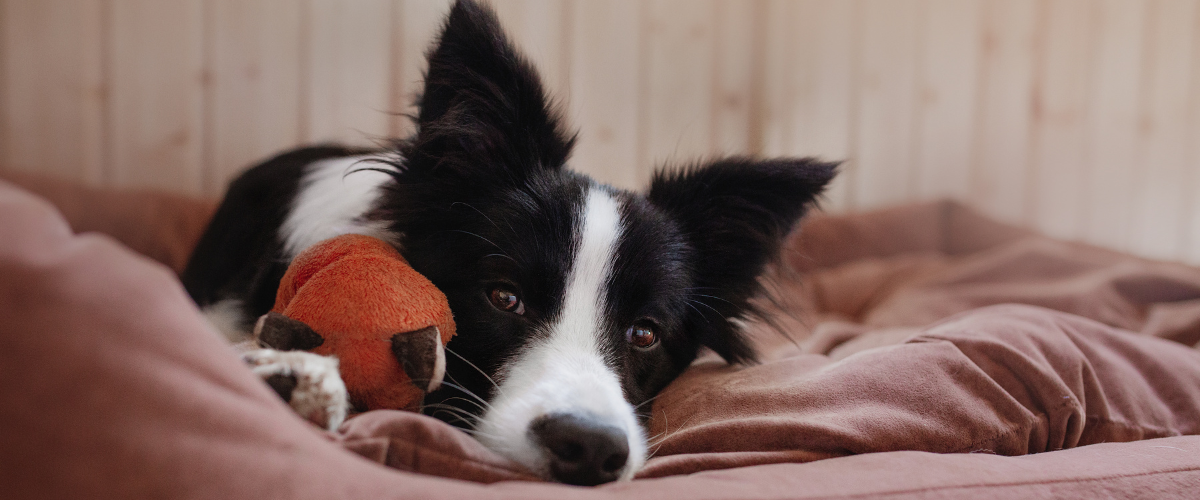 border collie die in zijn mand ligt
