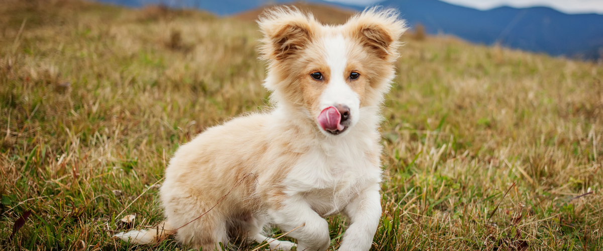 Puppy in het gras