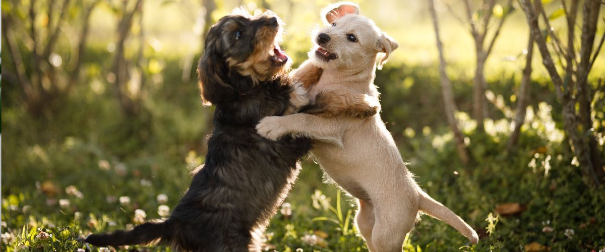 Twee honden met elkaar aan het spelen