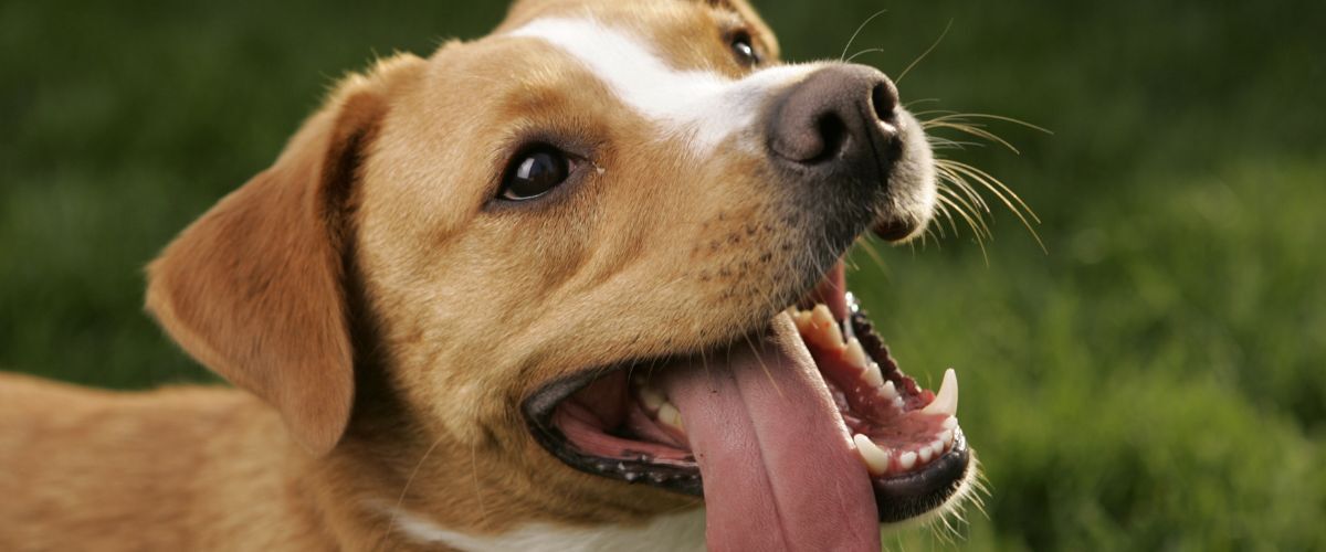 Hond met zijn tong naar buiten