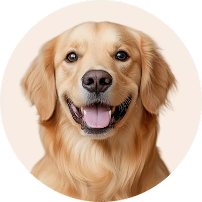 Volwassen hond Golden retriever - filter