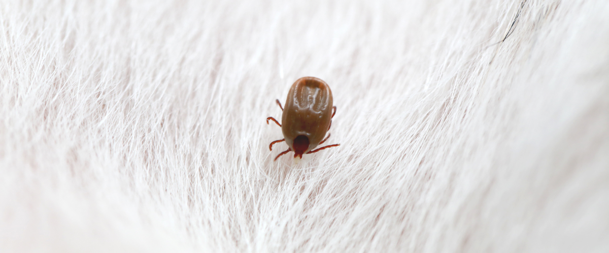 Teek die kruipt over de haren van de hond