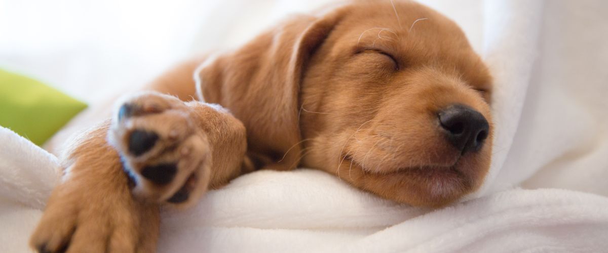 Puppy slaapt op een kleedje