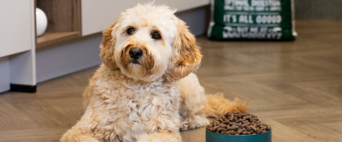 Hond ligt naast de WOOOF High Energy brokken