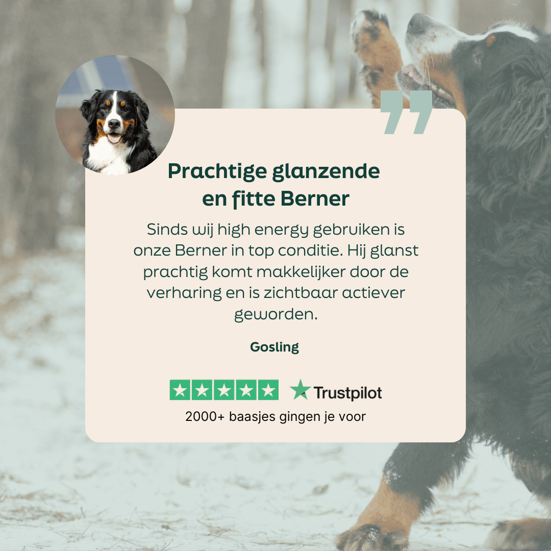 5 sterren review over WOOOF high energy