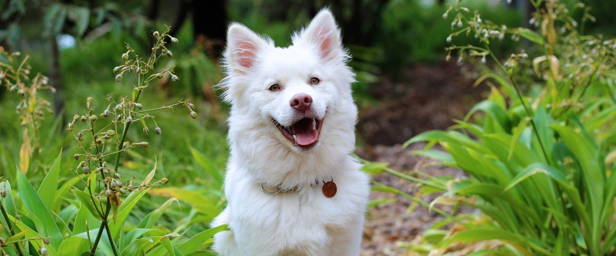 Witte hond kijkend naar de camera