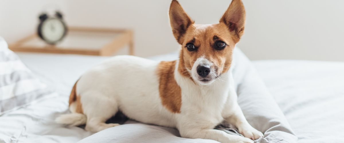 Jack Russel op het bed