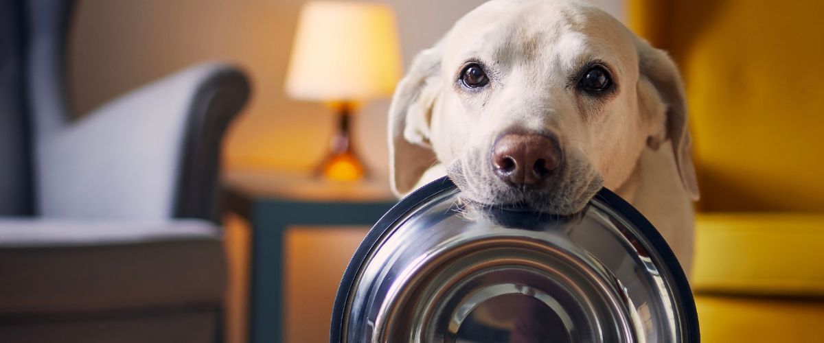 Een labrador die met een voerbak in zijn mond zit